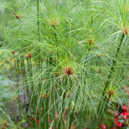 green papyrus