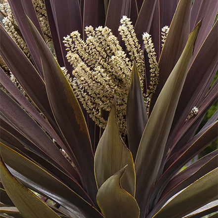 blooming purple cordyline palm