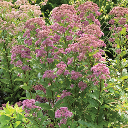 pink joe pye weed flowers green leaves