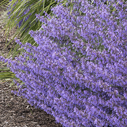 purple catmint flowers