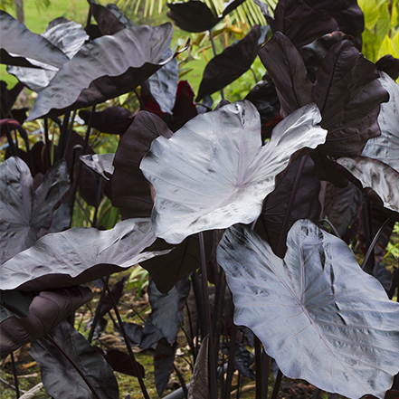 black elephant ear plant leaves