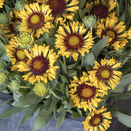 yellow blanket flowers in metal container