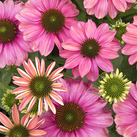 purple and pink coneflowers