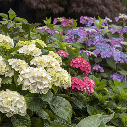 white pink and purple hydrangeas that have been fertilized