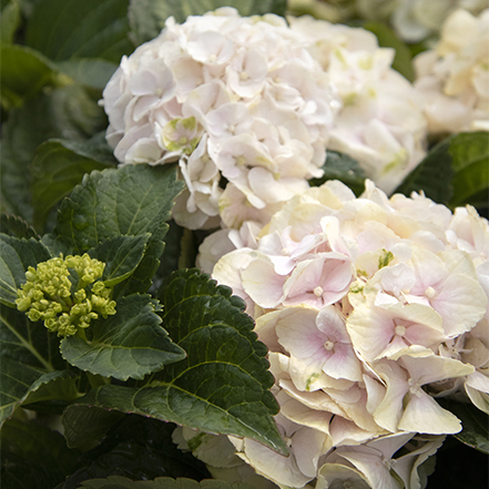 cape lookout hydrangeas