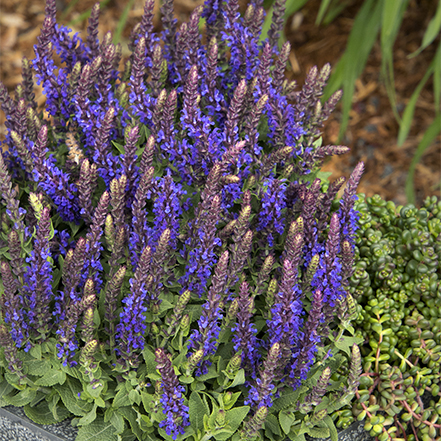 purple salvia flowers and stonecrop in container