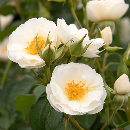 white rose flowers with yellow center and green leaves