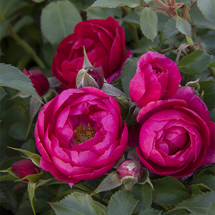 pink rose flowers