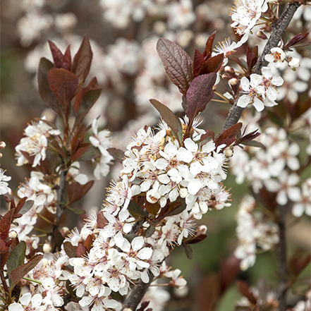 Darkstar Purple Leaf Sand Cherry