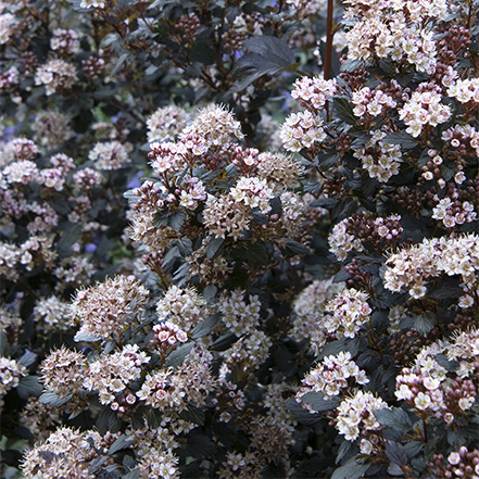 little joker ninebark with dark foliage and light pink flowers