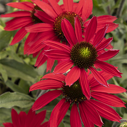 red coneflowers