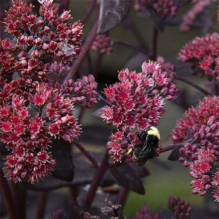 pollinator plant picture: burgundy sedum with bee
