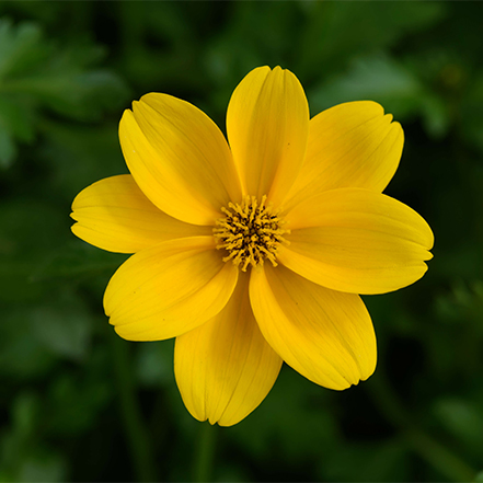 yellow bidens flower