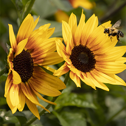 heat-tolerant, full-sun yellow sunflower with visiting bee