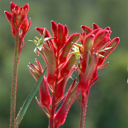 red kangaroo paw flowers do well in full sun and heat