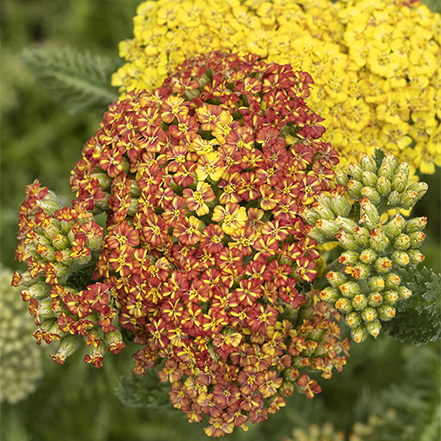 yellow and orange yarrow flower