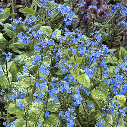 blue forget-me-not flowers