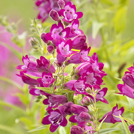 magenta penstemon flowers