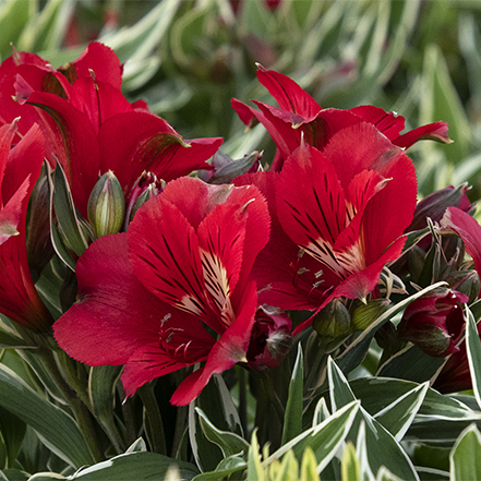 red colorita peruvian lily flower with variegation white and green leaves