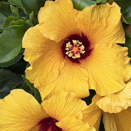 441sq_43645_Jazzy_Jewel_Gold_Hibiscus