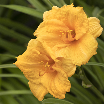 yellow-orange daylily flowers