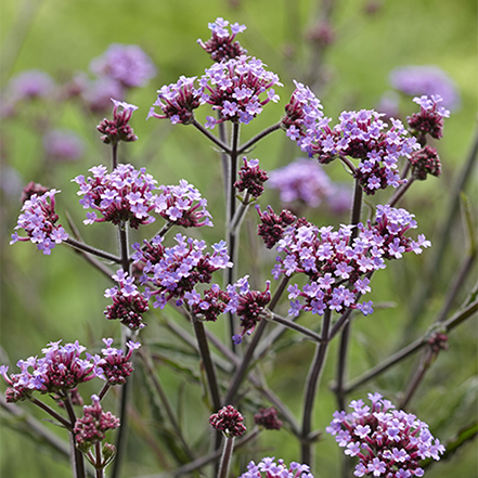 purple verbena flowers on dark stems