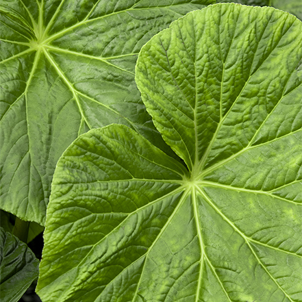 large green leaves of tectonic caldera begonia