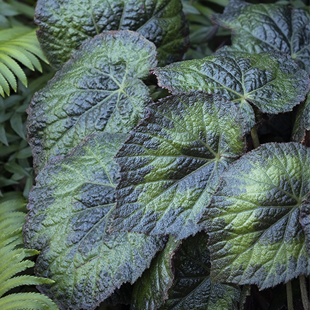 pangea begonia leaves