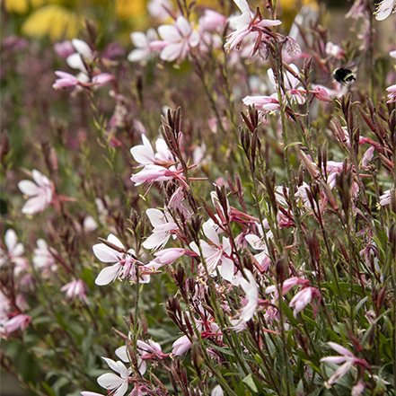 soft pink flowers on gaura