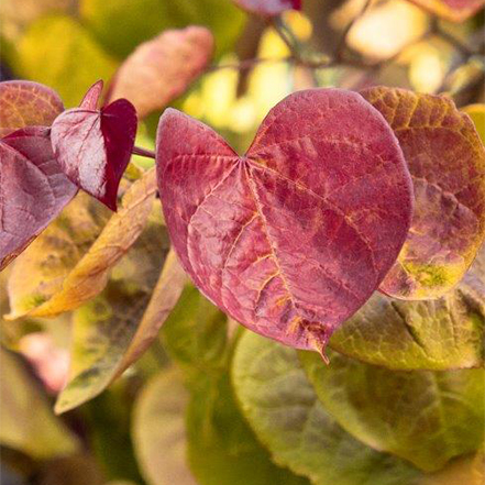 red flame thrower redbud leaves