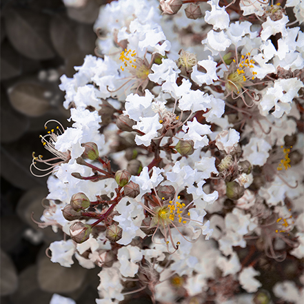 white flowers on summerlasting coconut crape myrtle