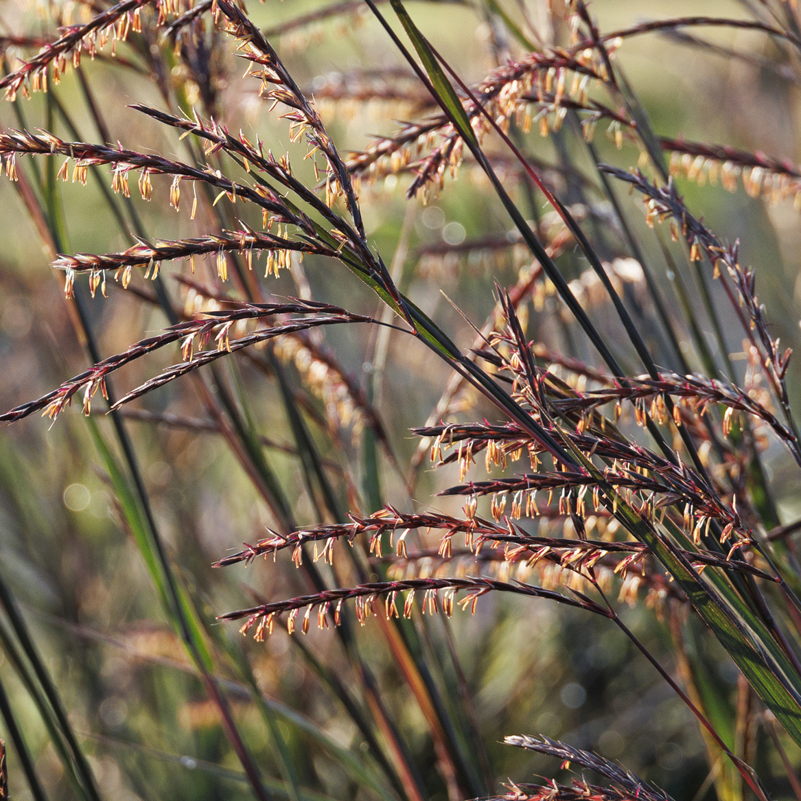 deep purple tops of blackhawks big bluestem grass