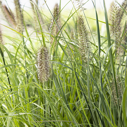 plumes on ginger loive fountain grass