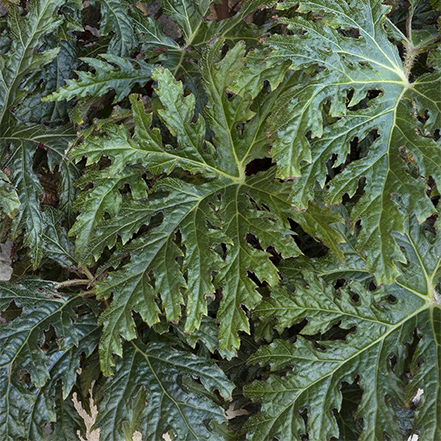 tectonic eruption begonia leaves