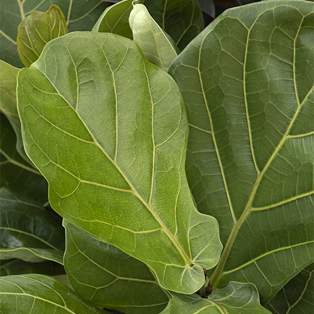 fiddle leaf fig