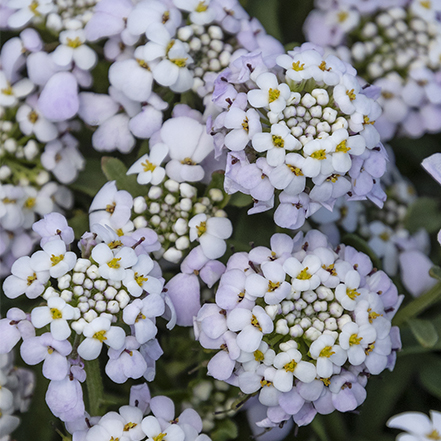 light purple flowers on candytuft