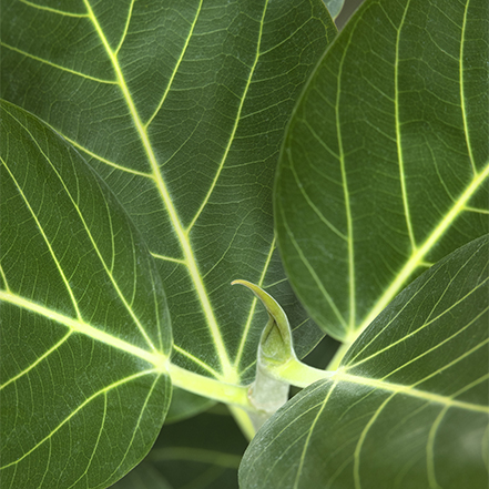 Ficus Ben Audrey leaves