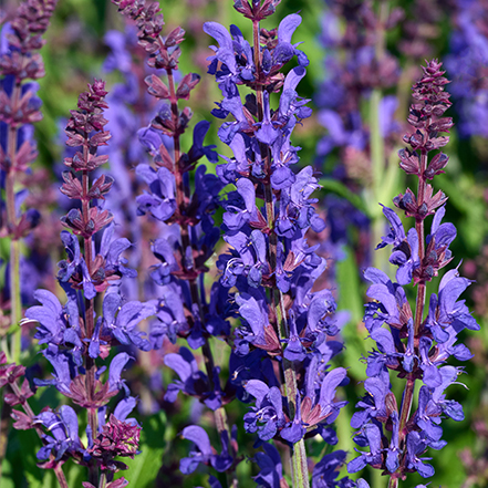 purple salvia flowers