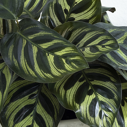 calathea make great conservatory plants