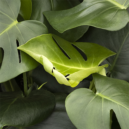 monstera leaves