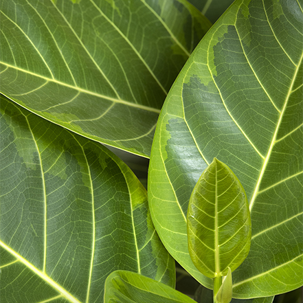 ficus altissima variegata