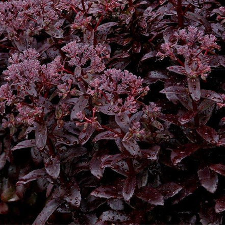 dark foliage of dark magic sedum