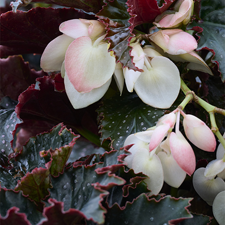 burgundy red leaves and white and pink flowers of ninetta begonia