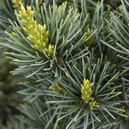 blue-green needles and green cones on japanese white pine