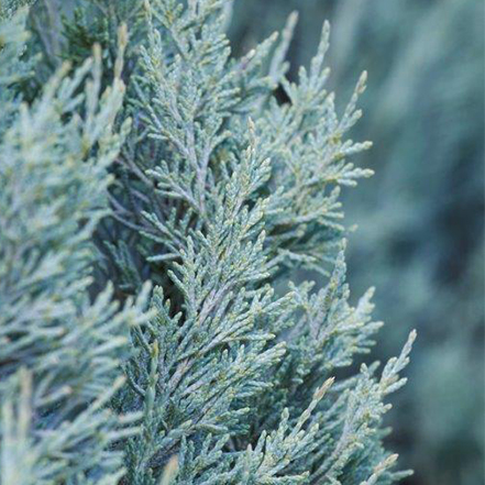 Wichita Blue Juniper