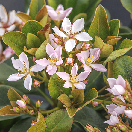 pink flowers on indian hawthorn shrub