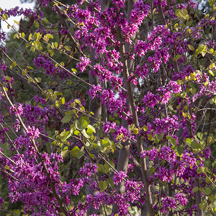 pink-purple western redbud flowers