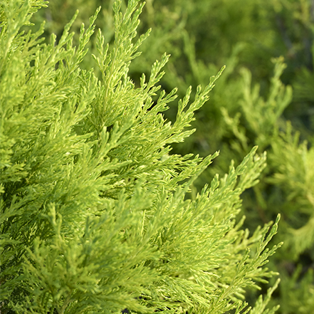 bright green limeade juniper needles