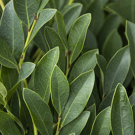 blue cascade evergreen distylium