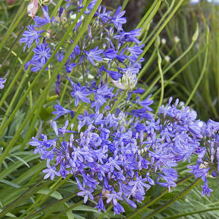 purple-plue queen anne agapanthus flowers